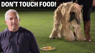 How To Stop Your Dog From Stealing Food  Dog Nation Episode 6 - Part 1