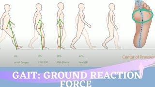 Ground Reaction Force During the Gait Cycle