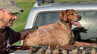 Epagneul Breton hunting quails. Hunting seasons 2022 Greece 