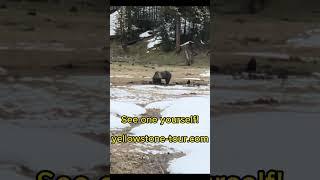 Beautiful Silvertip Grizzly Bear In Yellowstone