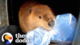 Baby Beaver Wont Let Go Of His Blankie  The Dodo Saving The Wild