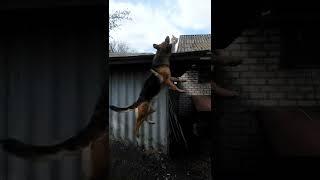 Овчарка загрызла Кошку Шокирующее видео  Shock Animals Dog & Cat #shorts
