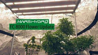 Mars Hydro FC-8000 All In One Grow Kit Weed Grow Update  Week 2 Flowering & Buds Forming