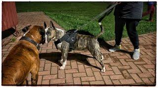 Bull terriers vs boxerdog