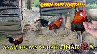 PELEPASAN AYAM HUTAN ORI RAWATAN 6 BULAN LEBIH