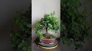 Streblus asper trimming and maintenance ️#bonsai #shohinbonsai #serut #shohin