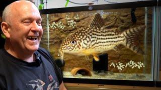 BREEDING Corydoras - 50 Years of Experience