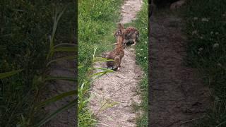 Encountering Two Cute Bunnies 偶遇两只野兔 #rabbit #bunny #兔子 #野生动物