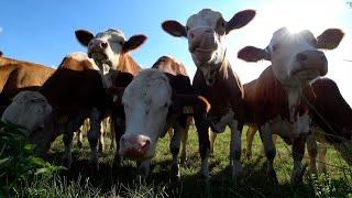 4K Cow videos ver.2  Cows mooing & grazing in a field  Nature sounds & white noise  Relaxing 