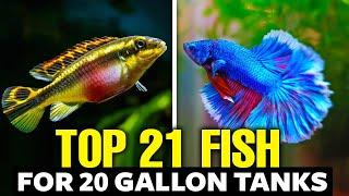 Best Fish For 20 Gallon Tank - Top Picks Explained in 13 Minutes