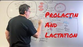 Prolactin Hormone