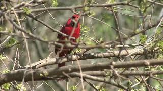 se relaxer avec le chant de ces oiseaux magnifiques