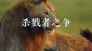 殺戮之爭：一條腿的獅子與鬣狗之間的血腥對決！老虎的致命狩獵策略#動物世界 #動物故事 #動物 #動物狩獵 #大自然 #野生動物 #雄獅 #鬣狗 #老虎