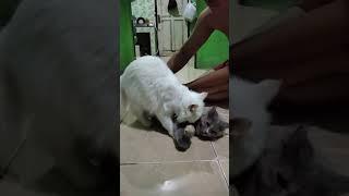 kucing kawin style gaya nyamping Part 1 Cui & Beby