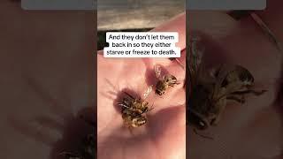 Male Bees Getting Evicted