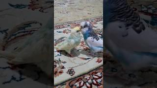 Caring For a Budgie With Amputated toes #birds