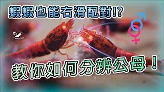 【蝦蝦特輯EP17】超詳細我們分辨米蝦、水晶蝦公母的3種方法｜Neocaridina gender｜Caridina gender｜我只是個養蝦的