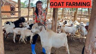 How To Start A Profitable GOAT FARM  Buying Goats Series