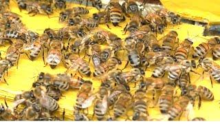 Как обращаться с ПЧЕЛАМИ -  для НАЧИНАЮЩИХ пчеловодов.