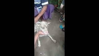 Video Viral Anjing jadi jadian atau tuselak tesempoter di Lombok