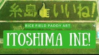 Itoshima Ine - Rice Field Paddy Art - Phantom 4 Pro 4K HD
