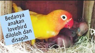 Perbedaan anakan lovebird yang diloloh induknya dan yang disapih..