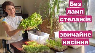 Microgreens at home