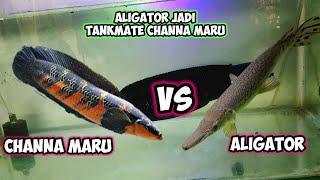 CAMPUR LAGI CHANNA MARU VS ALIGATOR GIMANA JADINYA?