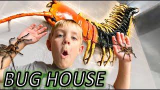 BUG HOUSE & REAL BUGS  ROACHES Millipede HUGE Beetles Katydids SPIDERS & MORE