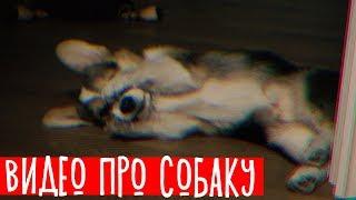 ВИДЕО ПРО СОБАКУ