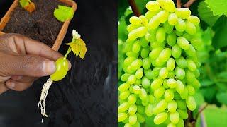 Very Easy and Unique Techniques to Grow Grapes Plants From Grapes Fruit Using aloe vera