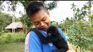 The black mentawai bilow baby monkey is almost rare