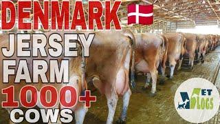 DENMARK JERSEY FARM  DENMARK COW FARM DAIRY FARM Top Class DENMARK BREED