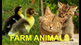 FOR KIDS Baby animals on the farm with their natural sounds - cute foals chicks calfs piglets