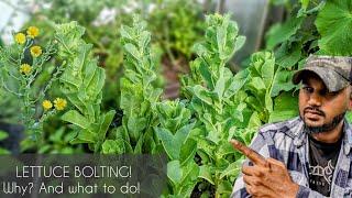 Why lettuce growing tall  Or growing Flowers  #lettuce #gardening #garden