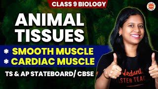 Animal Tissues  *Smooth Muscle * Cardiac Muscle  Class 9 Biology TS & AP StateboardCBSE Sunaina
