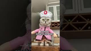 Смешные коты - Майя  #смешныекоты #кошка #доктор