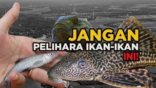 KISAH IKAN-IKAN YANG SUKSES JADI HEWAN INVASIF DI NEGARA BARUNYA