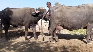 buffalo meting animals natural #animals #hyderabad #animals