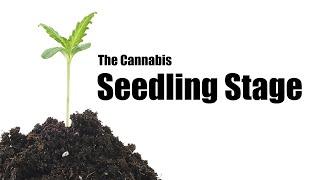 What to Do During the Cannabis Seedling Stage