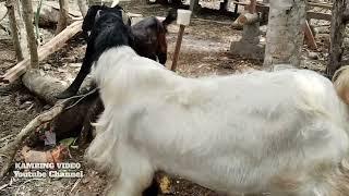 Kambing PE + Gondrekan Jenis Bligon Dijual Harga 85 Juta‼️@kambingvideo