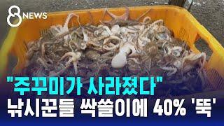 주꾸미가 사라졌다...낚시꾼들 마구잡이에 40% 뚝  SBS 8뉴스