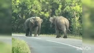 අලි වලිය පොතුවිල්  Young two Elephant attacks on road pothuvil Sri Lanka #Elephant #Attack #Tusker