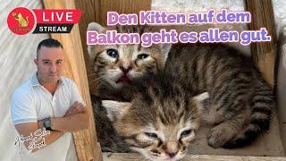 Den Kitten auf dem Balkon geht es alles gut.