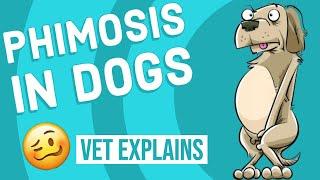 Phimosis in Dogs