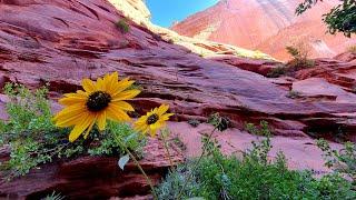 Taylor Creek trail at Kolob Canyon Zion NP Utah