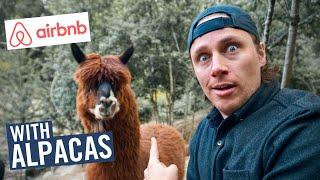 AirBnBs CUTEST NEW GETAWAY - The Alpaca Farm