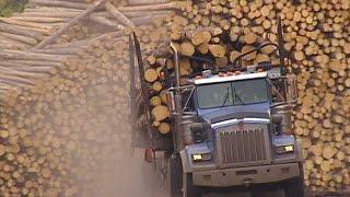 U.S. imposes softwood lumber duties up to 24%