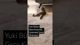 En Komik Kedi Videoları - Yuki Bütün Gece Kudurdu. Uyutmadı Bizi. Şimdi Keyif Yapıyor. Funny Cats