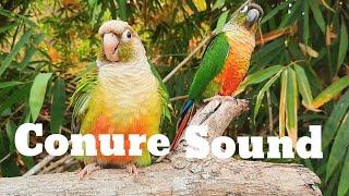 conure sound  green cheek conure sound 1 hour morning bird song My bird chirps in the morning